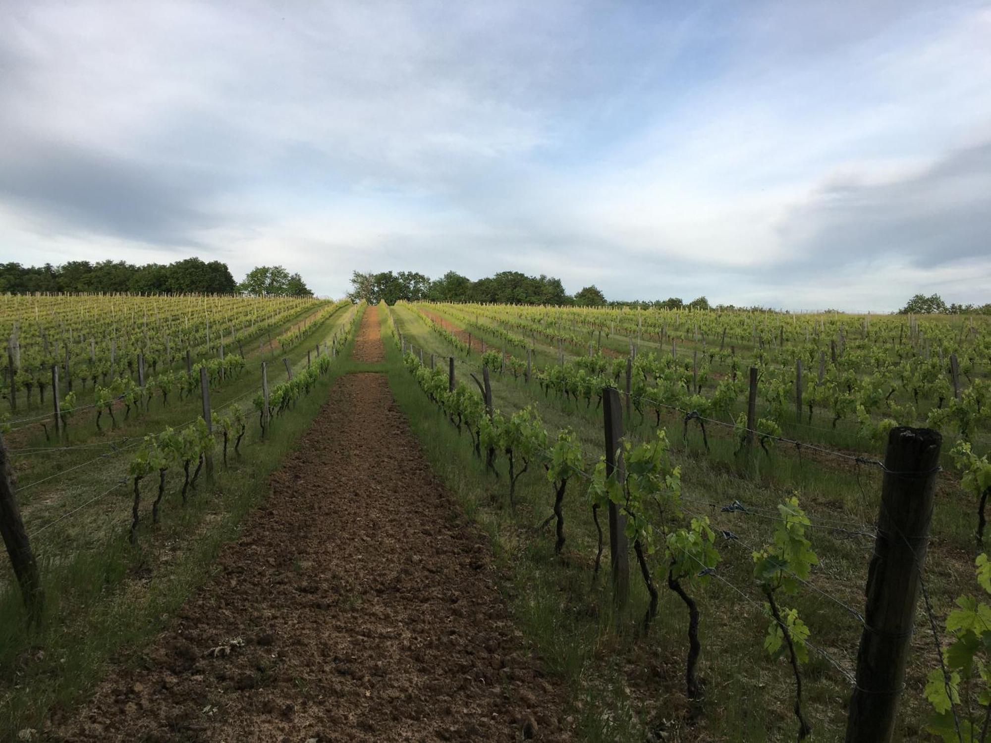 Fougueyrolles Chateau Masburel المظهر الخارجي الصورة