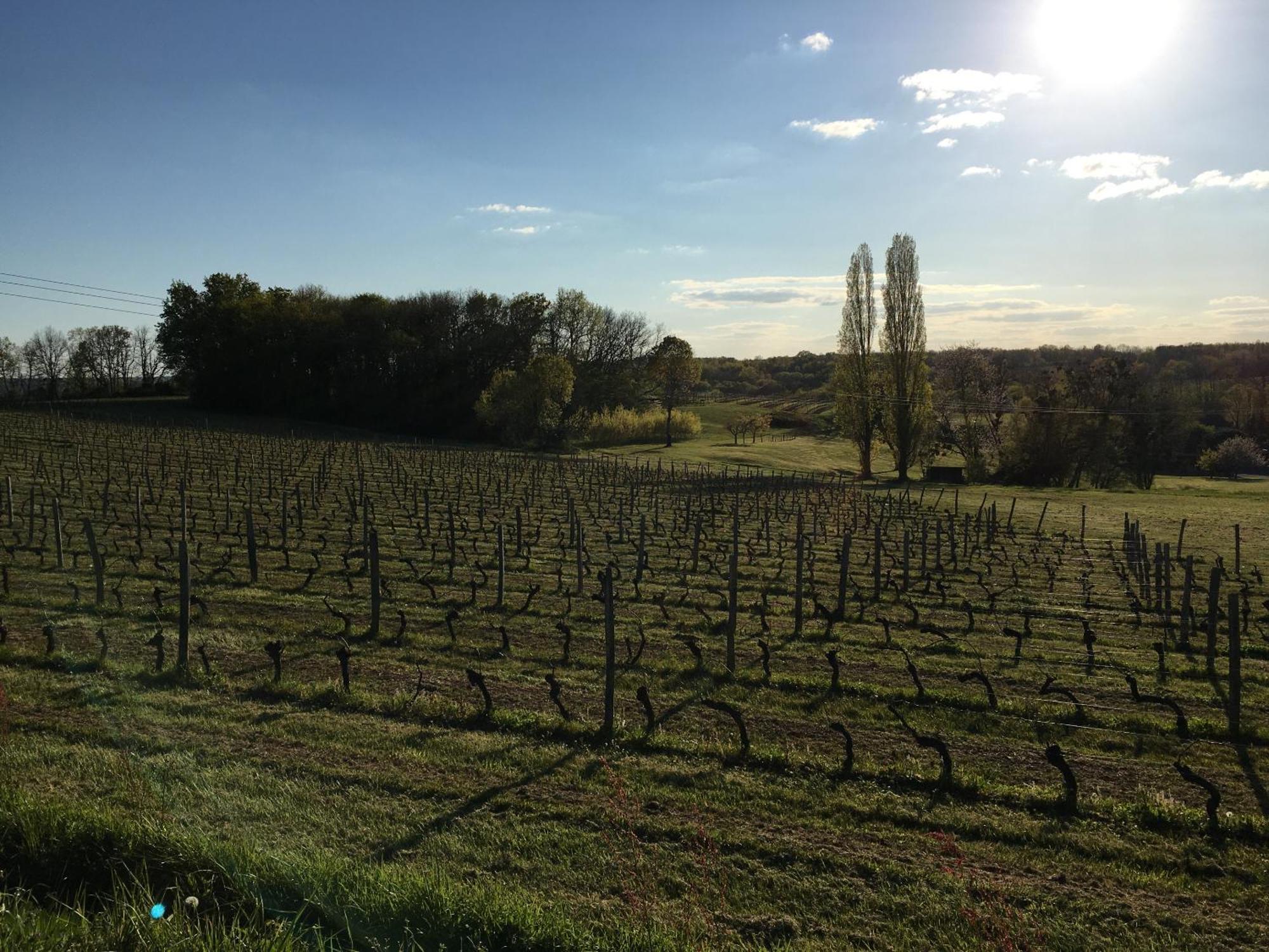 Fougueyrolles Chateau Masburel المظهر الخارجي الصورة